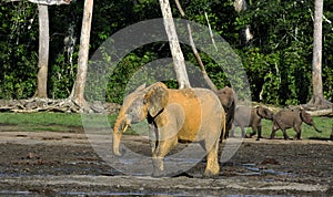 The African Forest Elephant, Loxodonta africana cyclotis, (forest dwelling elephant) of Congo Basin. At the Dzanga saline