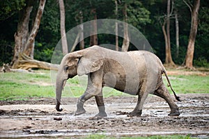 African Forest Elephant ( Loxodonta cyclotis).