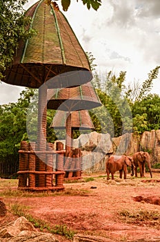 African forest elephant zoo