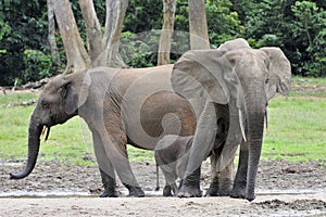 African Forest Elephants, Loxodonta africana cyclotis,