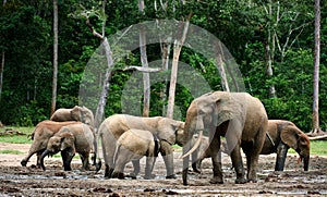 African Forest Elephants ( Loxodonta cyclotis).