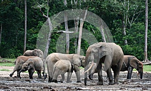 African Forest Elephants ( Loxodonta cyclotis).