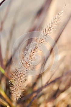 African Fountain Grass, Purple Grass