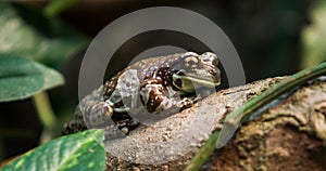 African Frog