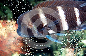 African Frontosa Cichlid photo