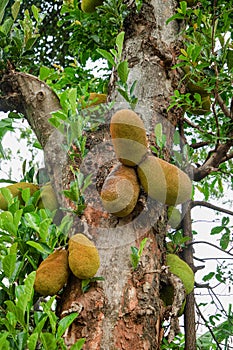 African fruits named Jackfruit scientific name Artocarpus heterophyllus Jackfruit hanging on jackfruit tree