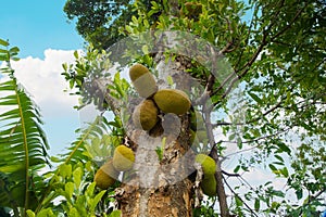 African fruits named Jackfruit scientific name Artocarpus heterophyllus Jackfruit hanging on jackfruit tree