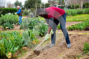 African gardener hoeing soil on vegetable garden