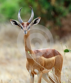 African gazelle gerenuk