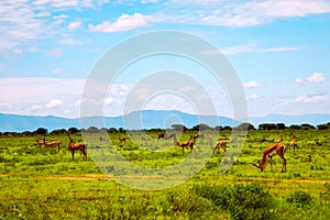 African gazelle in the Savanah. Photo of safari in the vegetation with gazelles. Kenya, Africa