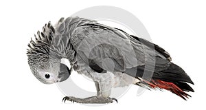 African gery parrot feather-picking