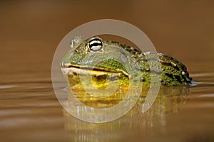 African giant bullfrog