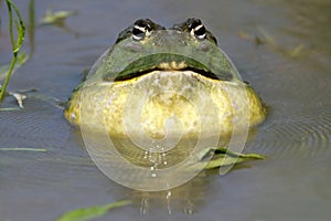 African giant bullfrog