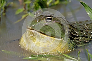 African giant bullfrog