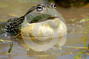 African giant bullfrog