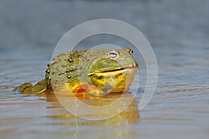 African giant bullfrog