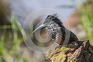 African Giant kingfisher in Kruger National park, South Africa