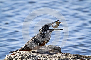 African Giant kingfisher in Kruger National park, South Africa