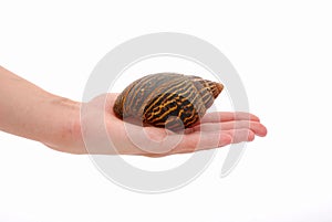 African giant land snail