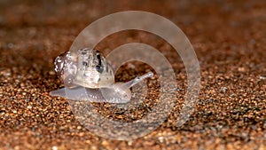 African Giant Snail