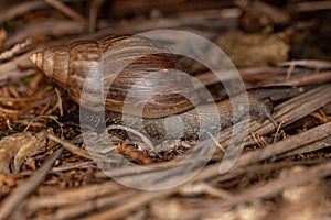 African Giant Snail