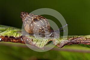 African Giant Snail