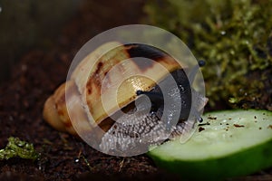 African giant snail Archatina margi-margi eats a piece of cucumber