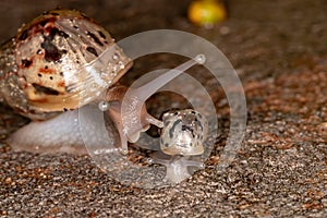 African Giant Snail