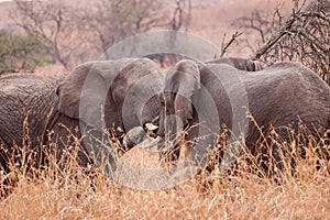 African Giants