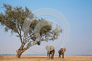 African giants in search of food photo