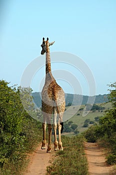 African Giraffe