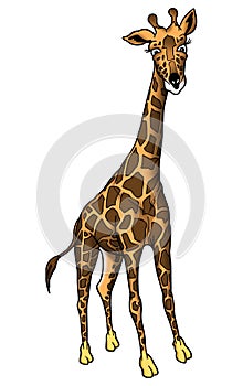 African giraffe