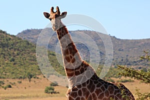 African Giraffe