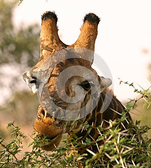 African Giraffe