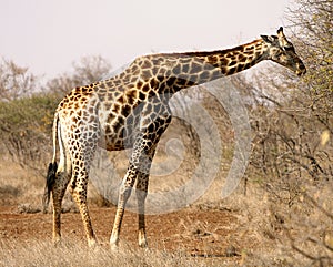 African Giraffe