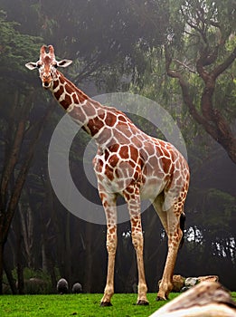 African Giraffe