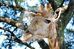 African giraffe