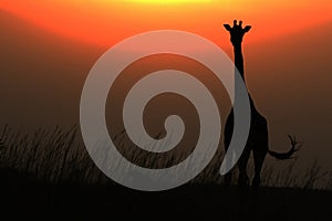 African giraffe against red sun in sunset