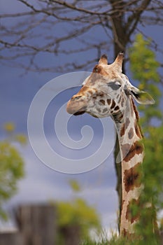 African giraffe animal