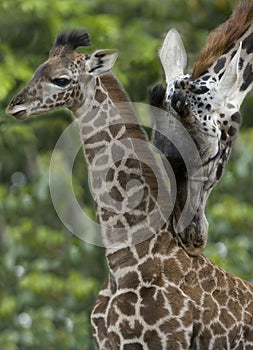 African giraffe baby female with adult male