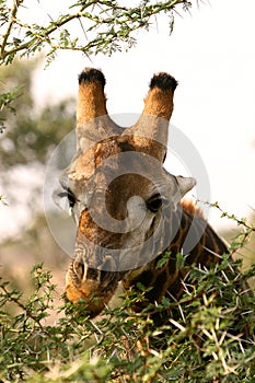 African Giraffe. Close-up
