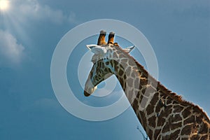 African giraffe close up