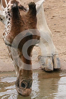 African Giraffe drinking