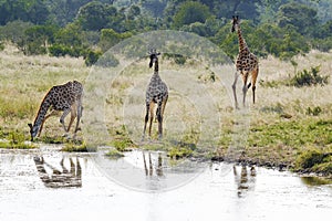African giraffe drinking water