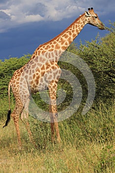 Giraffe eating green acacia leaves moremi game reserve botswana, africa