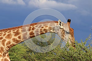 Giraffe eating green acacia leaves moremi game reserve botswana, africa