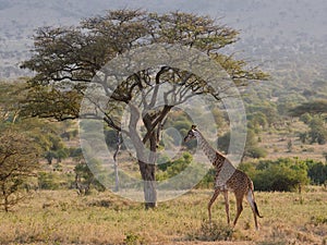 African giraffe experience