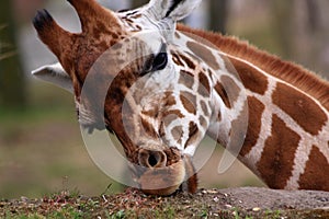 African giraffe feeding