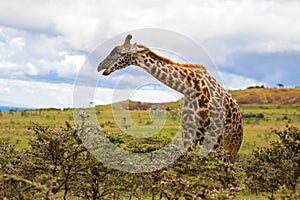 African giraffe feeding on Acacia whistling thorn full of stinging ants Acacia drepanolobium