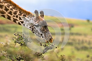 African giraffe feeding on Acacia whistling thorn at the rim of Ngorongoro Crater, Tanzania, Africa